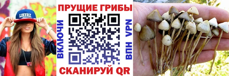 цена наркотик  Верхний Тагил  Псилоцибиновые грибы Psilocybine cubensis 